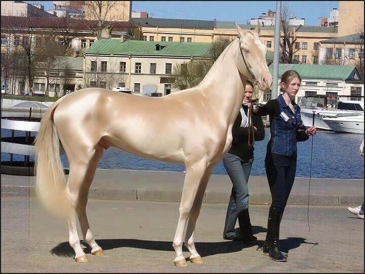 ахалтекинский конь