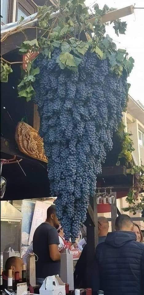 Самая большая гроздь винограда