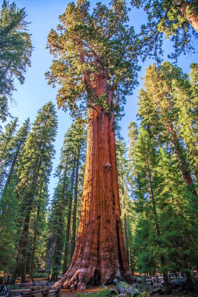 Секвойя Генерал Шерман - самое большое дерево в мире