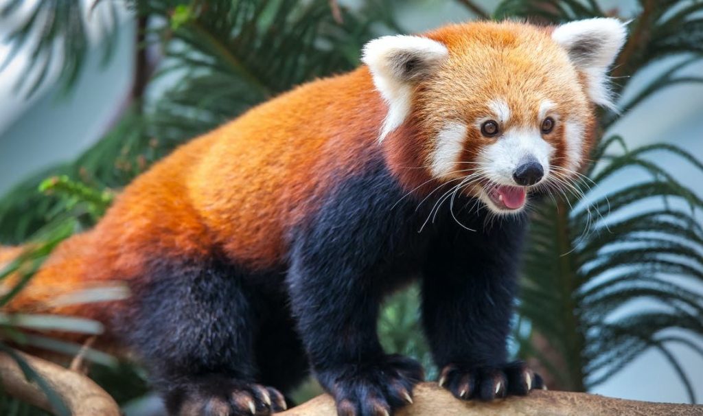 Интересные факты про красных панд
