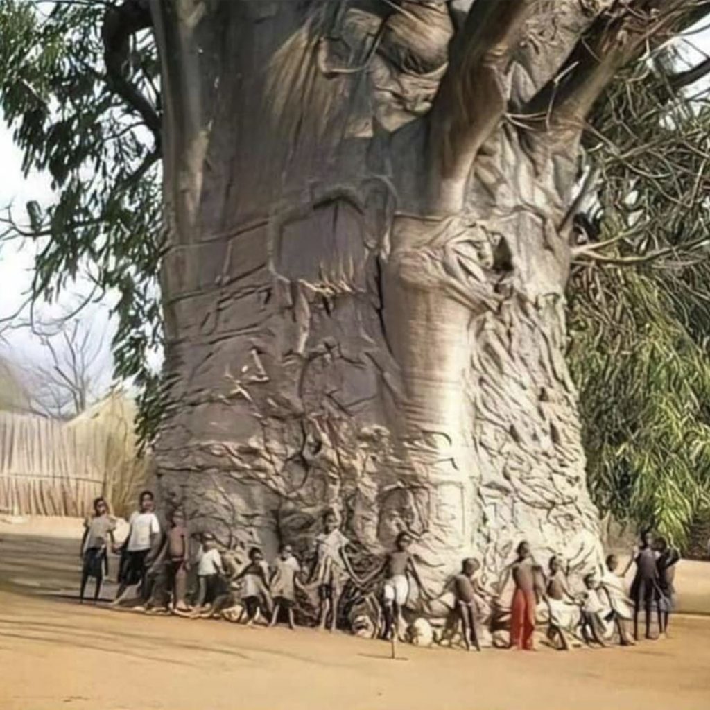 Самое старое дерево в мире
