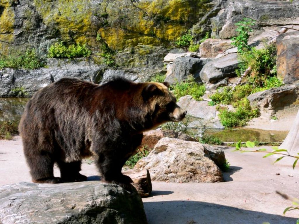Медведи в США