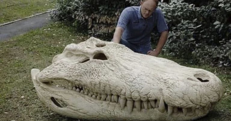 Череп Пурусзавра - гигантского доисторического крокодила Purussaurus