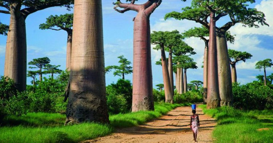 Аллея Баобабов - остров Мадагаскар