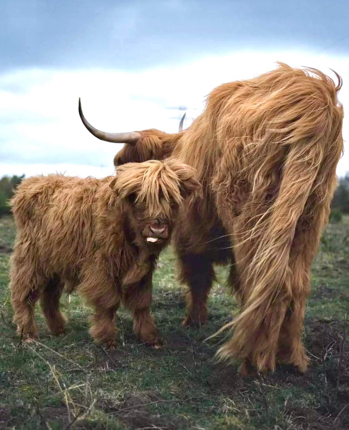 Высокогорная шотландская порода коров Хайленд