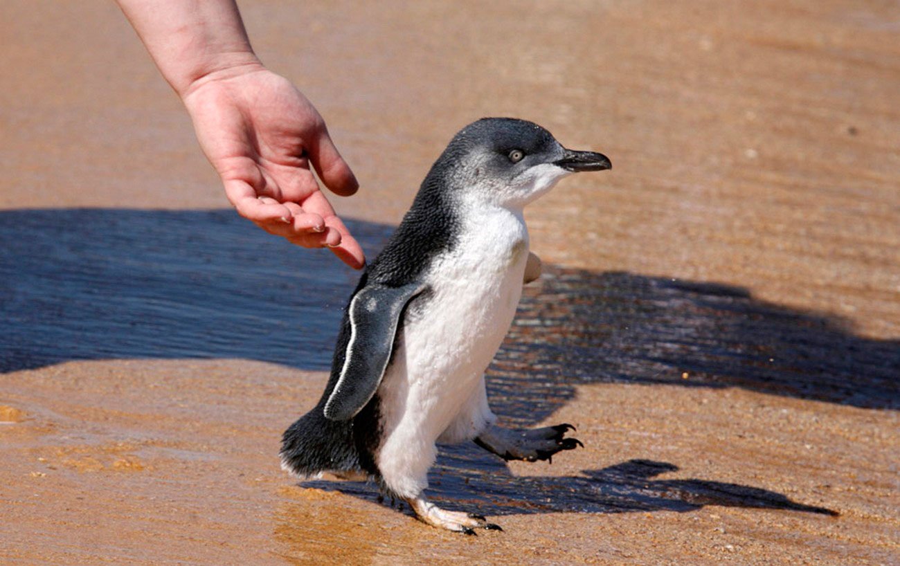 Лучшая работа в мире - переворачиватель пингвинов