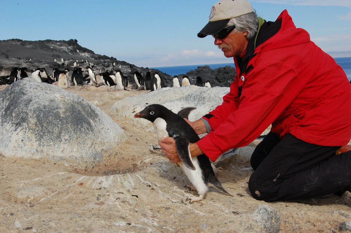 Лучшая работа в мире - переворачиватель пингвинов