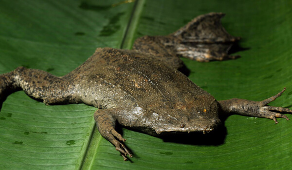 Суринамская пипа жаба самка